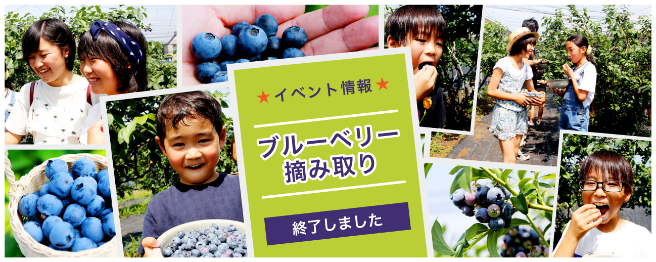 ベリーコテージのブルーベリー摘み取り 子供たちの笑顔