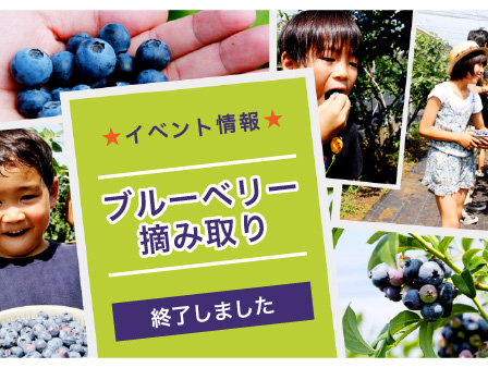 ベリーコテージのブルーベリー摘み取り 子供たちの笑顔